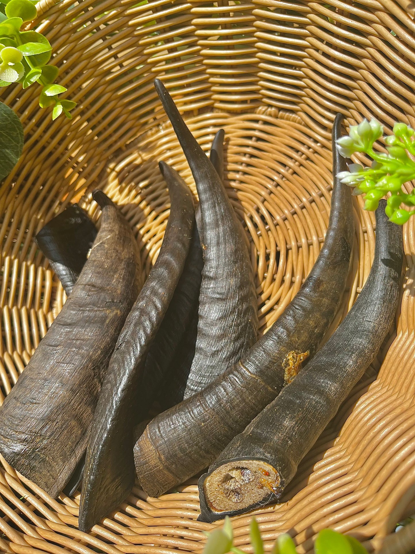 Goat Horn