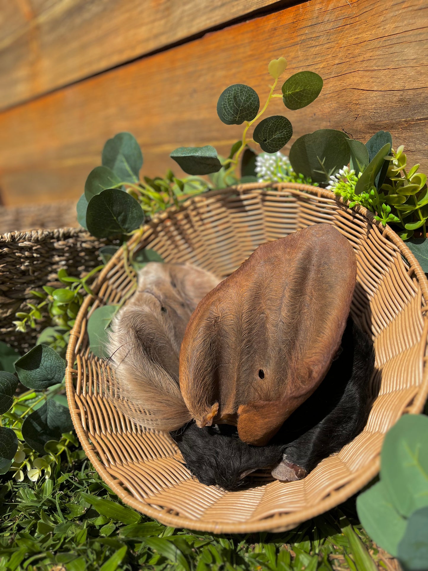 Cow Ear with Fur