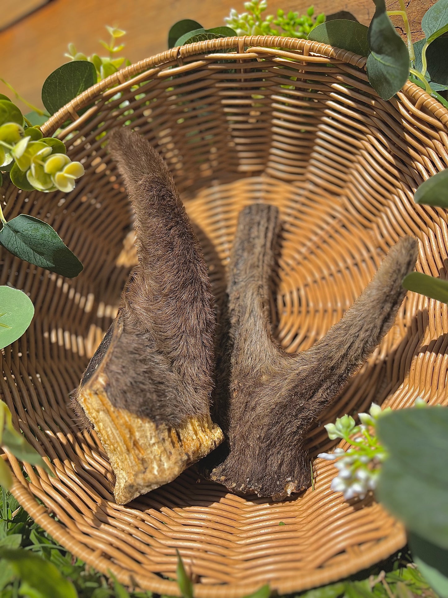 Deer Antler with Velvet